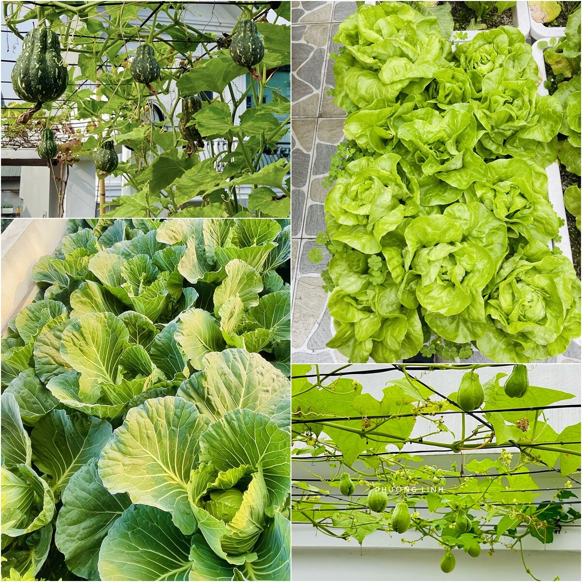 Mẹ đảm Phú Thọ trồng rau trên sân thượng vì con bị ngộ độc, giờ rau sạch ăn quanh năm, hái mỏi tay không hết - 11
