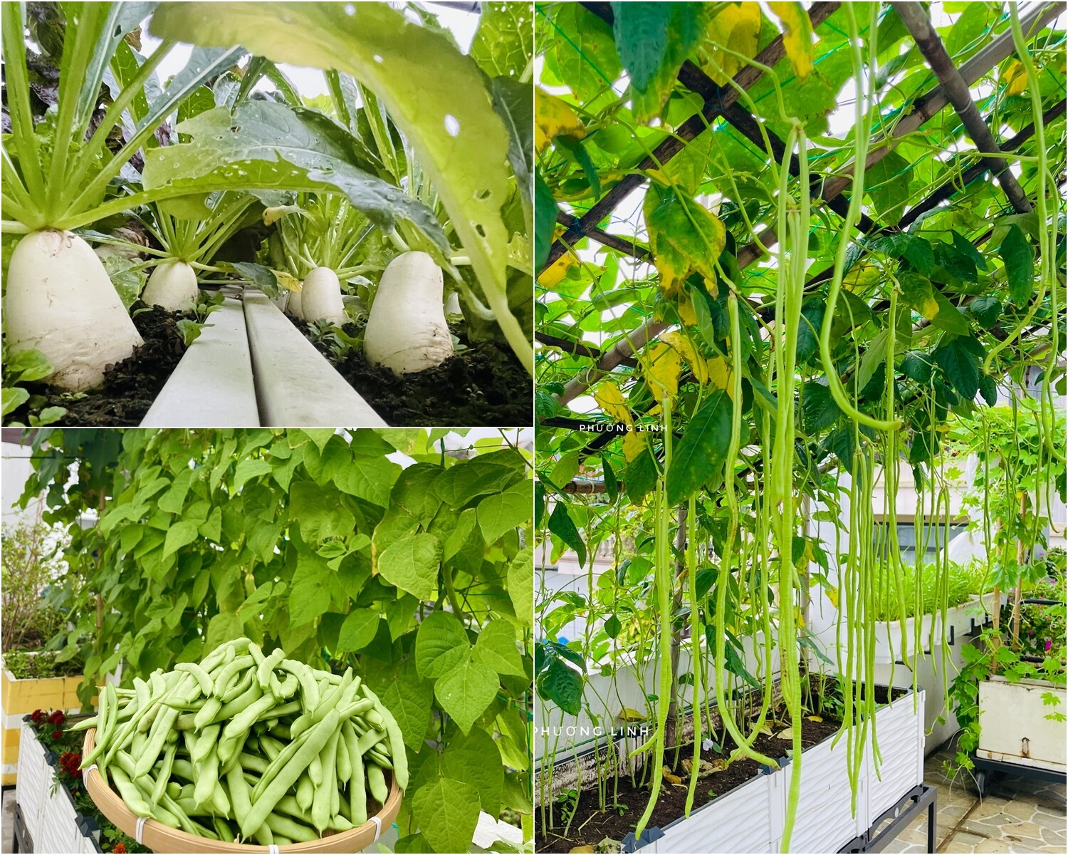 Mẹ đảm Phú Thọ trồng rau trên sân thượng vì con bị ngộ độc, giờ rau sạch ăn quanh năm, hái mỏi tay không hết - 10