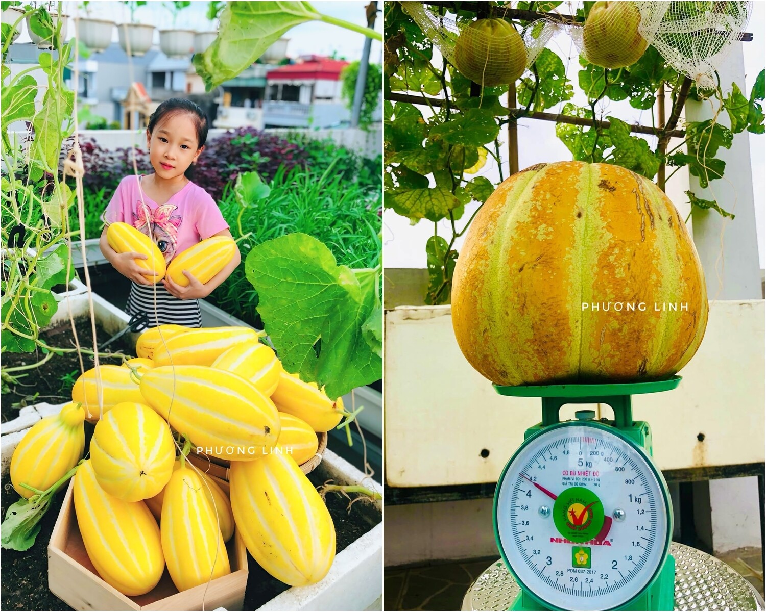 Mẹ đảm Phú Thọ trồng rau trên sân thượng vì con bị ngộ độc, giờ rau sạch ăn quanh năm, hái mỏi tay không hết - 8