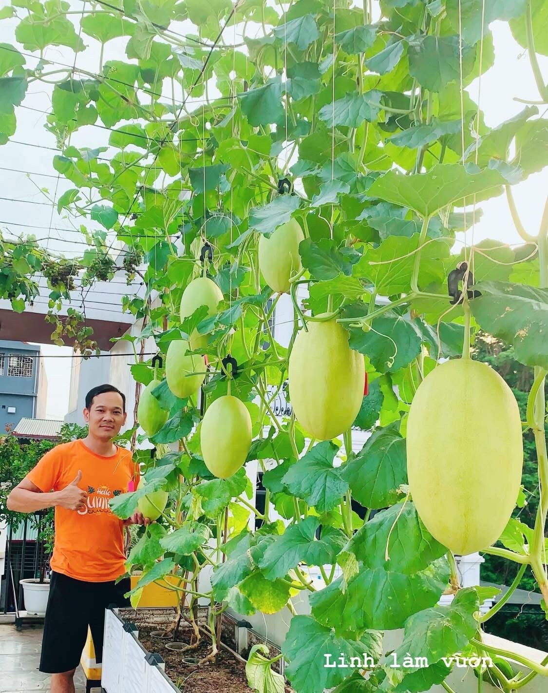 Mẹ đảm Phú Thọ trồng rau trên sân thượng vì con bị ngộ độc, giờ rau sạch ăn quanh năm, hái mỏi tay không hết - 18