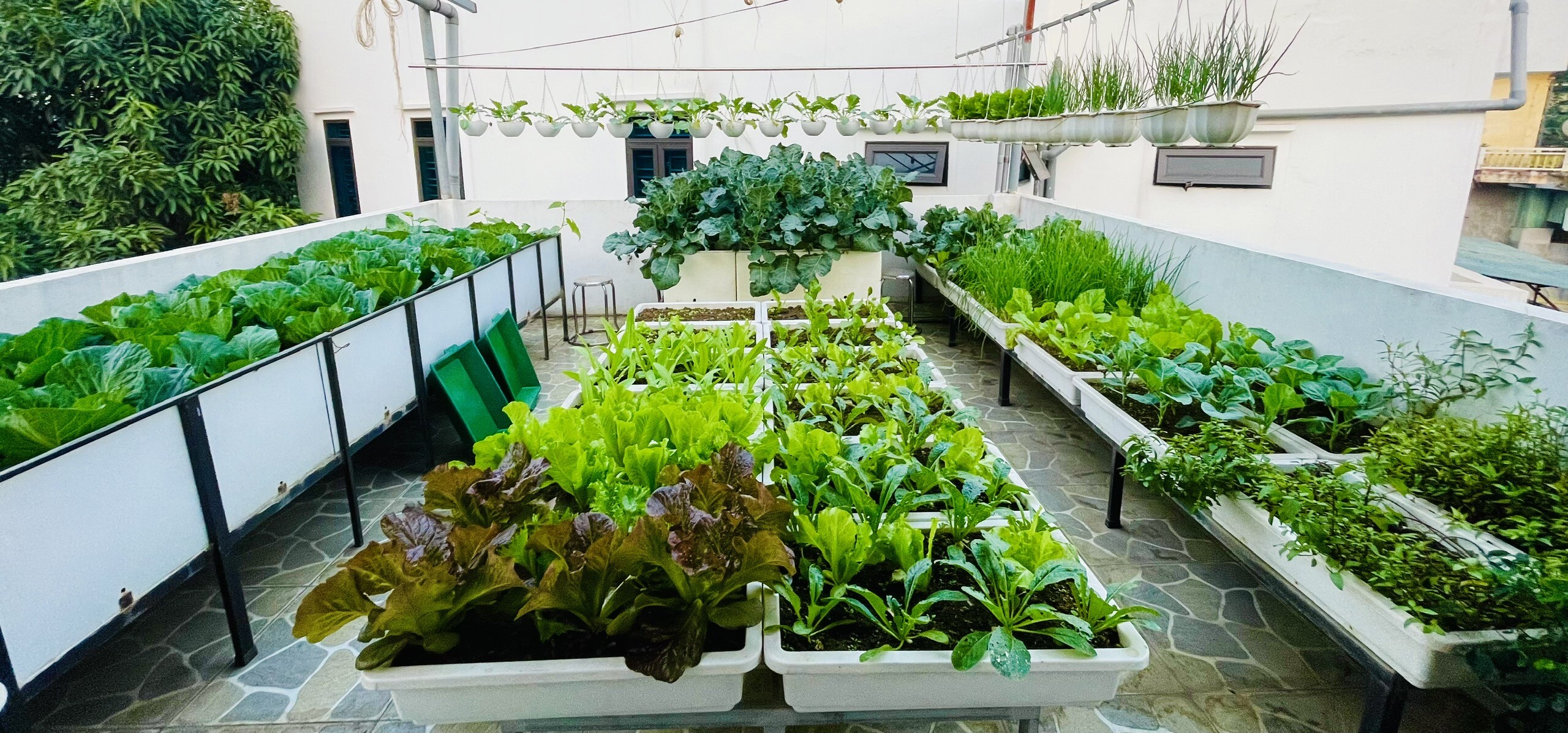 Mẹ đảm Phú Thọ trồng rau trên sân thượng vì con bị ngộ độc, giờ rau sạch ăn quanh năm, hái mỏi tay không hết - 3