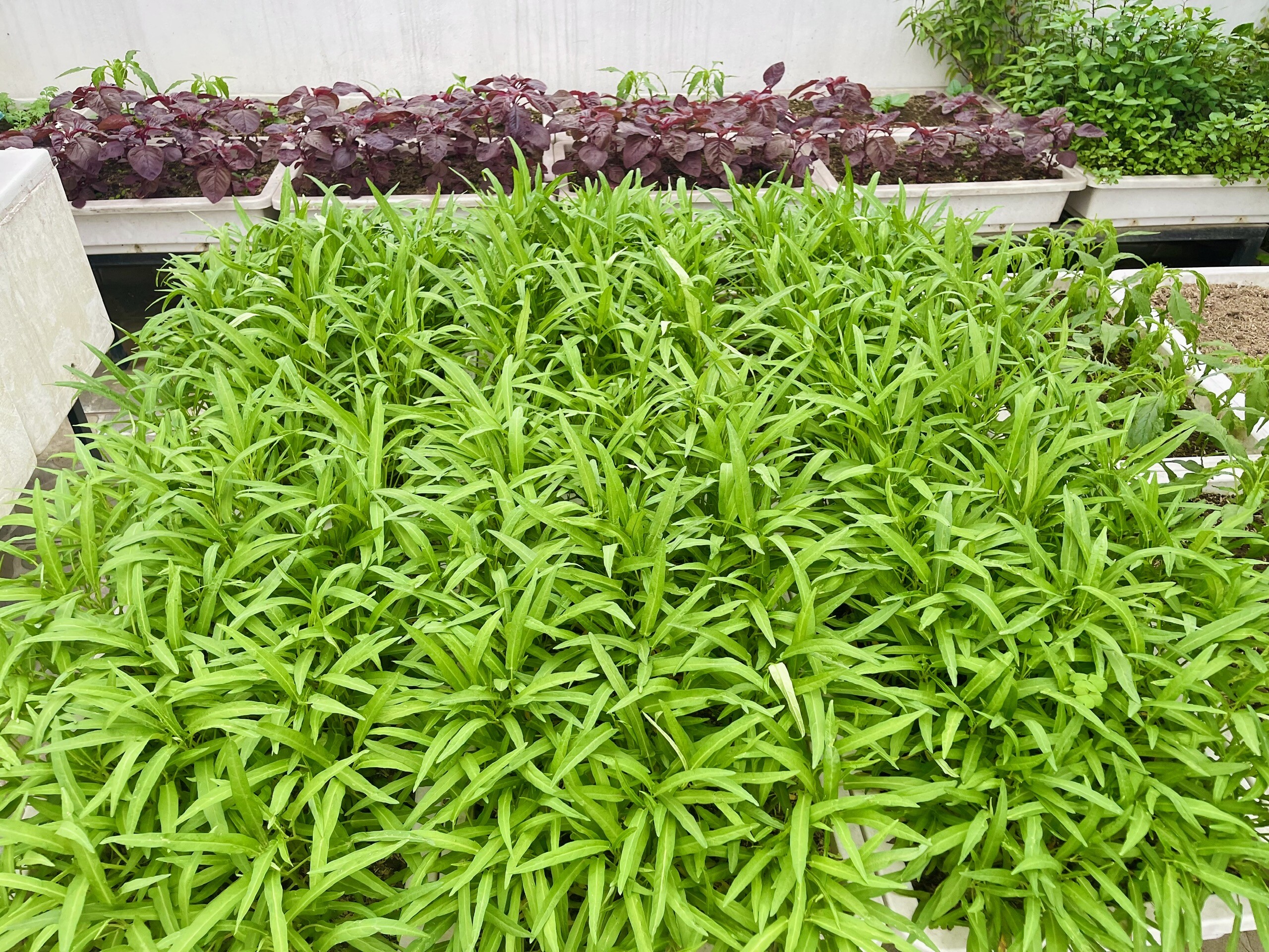 Mẹ đảm Phú Thọ trồng rau trên sân thượng vì con bị ngộ độc, giờ rau sạch ăn quanh năm, hái mỏi tay không hết - 13