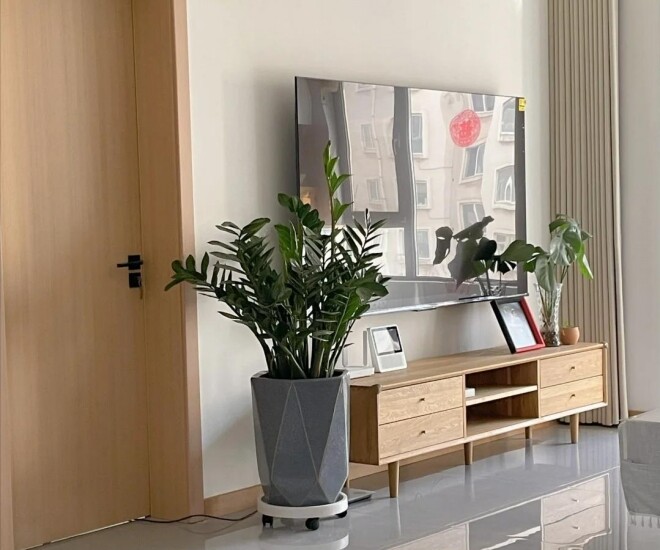 Ngày càng nhiều người từ bỏ cây kim tiền, 4 nhược điểm này khiến ai cũng phải ngán ngẩm - 1