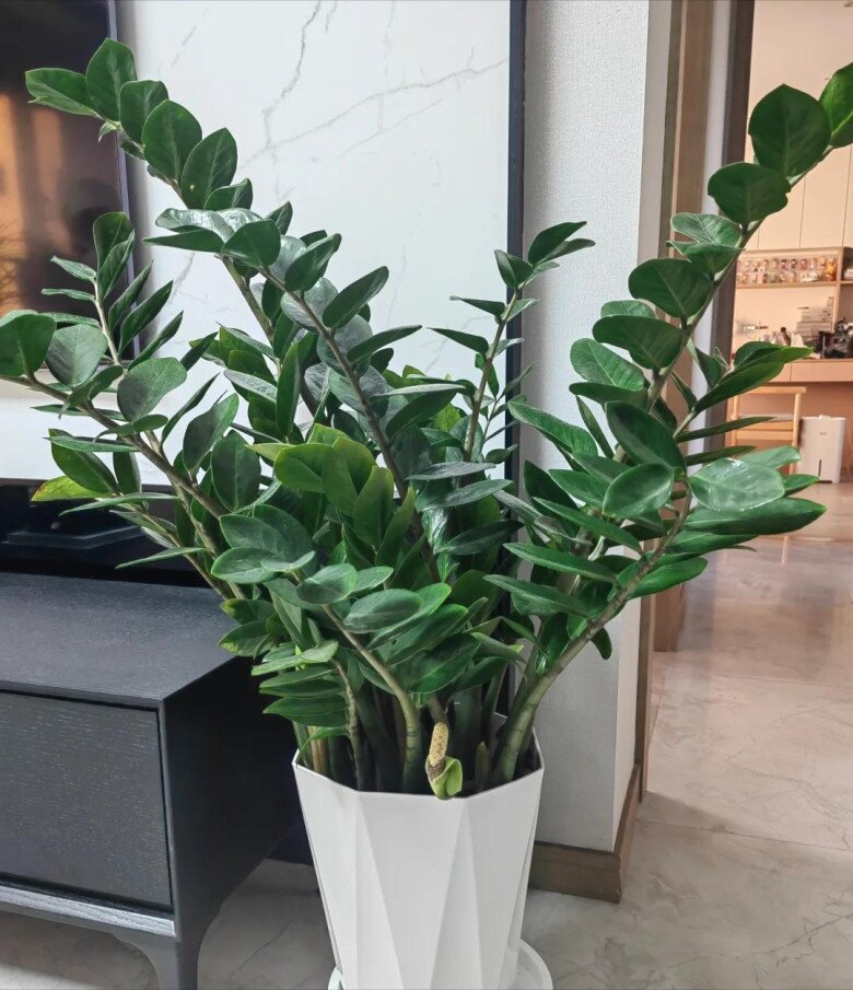 Ngày càng nhiều người từ bỏ cây kim tiền, 4 nhược điểm này khiến ai cũng phải ngán ngẩm - 2