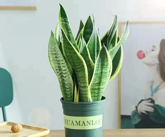 Ngày càng nhiều người từ bỏ cây lưỡi hổ, 4 điểm trừ lớn khiến loại cây “quốc dân” này mất điểm - 1
