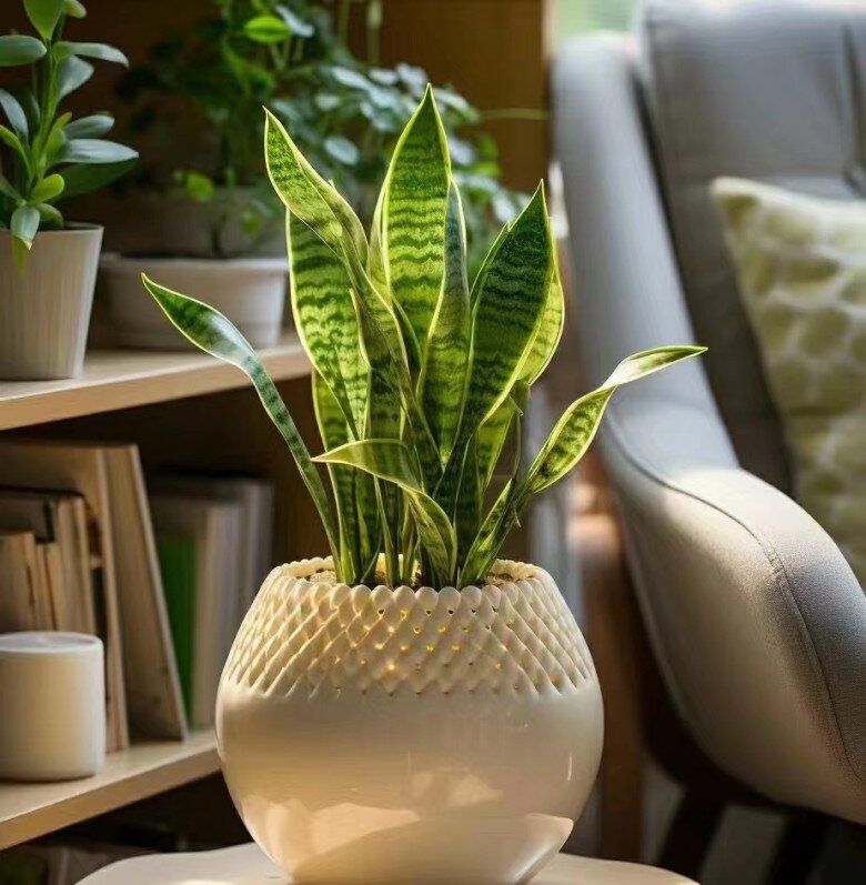 Ngày càng nhiều người từ bỏ cây lưỡi hổ, 4 điểm trừ lớn khiến loại cây “quốc dân” này mất điểm - 4