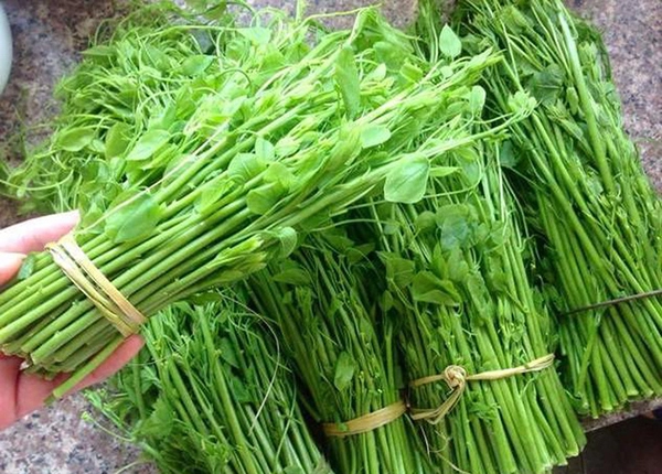 Rau dại chống đói nay thành đặc sản giá 75.000 đồng/kg, cắm cành vào đất là bén rễ, cách 4 ngày thu hoạch 1 lần - 5