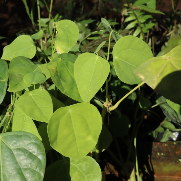 Rau dại chống đói nay thành đặc sản giá 75.000 đồng/kg, cắm cành vào đất là bén rễ, cách 4 ngày thu hoạch 1 lần - 7