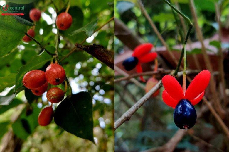 Rau dại chống đói nay thành đặc sản giá 75.000 đồng/kg, cắm cành vào đất là bén rễ, cách 4 ngày thu hoạch 1 lần - 2