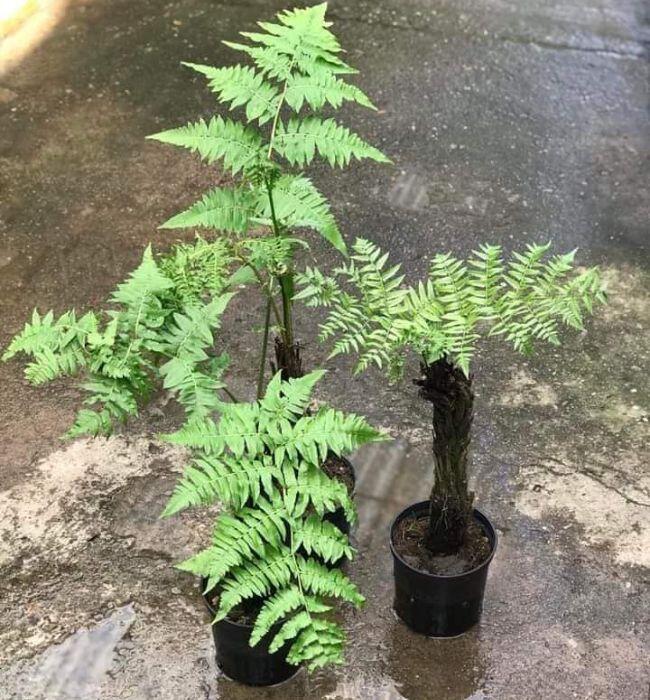 Rau dại được mệnh danh là “vua các loài rau”, là đặc sản giá 200.000 đồng/kg, trồng một lần thu hoạch quanh năm - 6