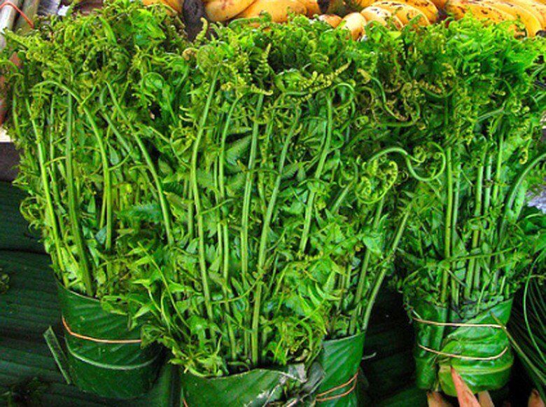 Rau dại được mệnh danh là “vua các loài rau”, là đặc sản giá 200.000 đồng/kg, trồng một lần thu hoạch quanh năm - 4