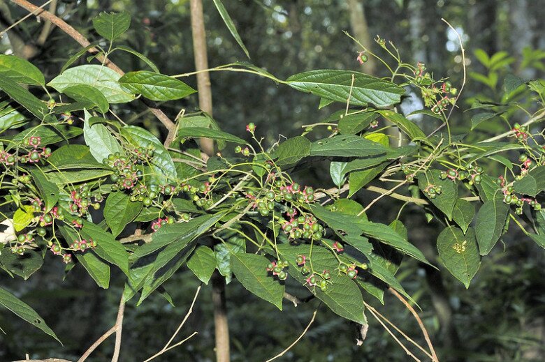 Rau dại được ví như “nhân sâm rừng”, là đặc sản giá 100.000 đồng/kg, trồng một lần thu hoạch suốt nhiều năm - 3