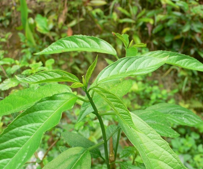 Rau dại được ví như “nhân sâm rừng”, là đặc sản giá 100.000 đồng/kg, trồng một lần thu hoạch suốt nhiều năm - 1