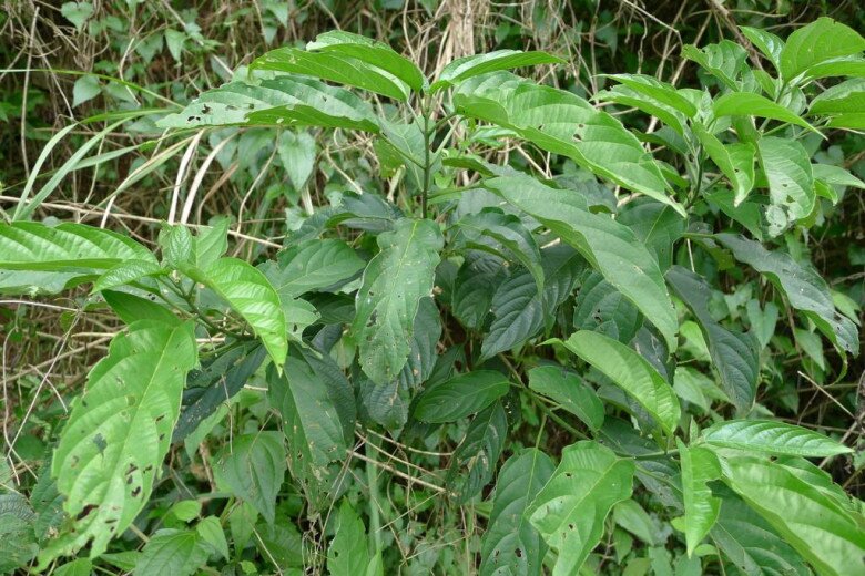 Rau dại được ví như “nhân sâm rừng”, là đặc sản giá 100.000 đồng/kg, trồng một lần thu hoạch suốt nhiều năm - 7