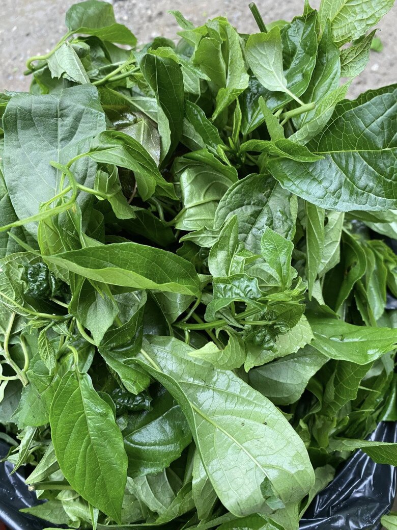 Rau dại được ví như “nhân sâm rừng”, là đặc sản giá 100.000 đồng/kg, trồng một lần thu hoạch suốt nhiều năm - 4
