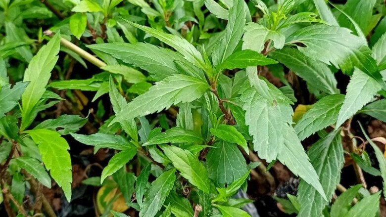 Rau dại được ví như &#34;thần dược&#34; miền núi, giá 250.000 đồng/kg nhưng trồng siêu dễ, cắm cành vào đất 7 ngày liền bén rễ - 4