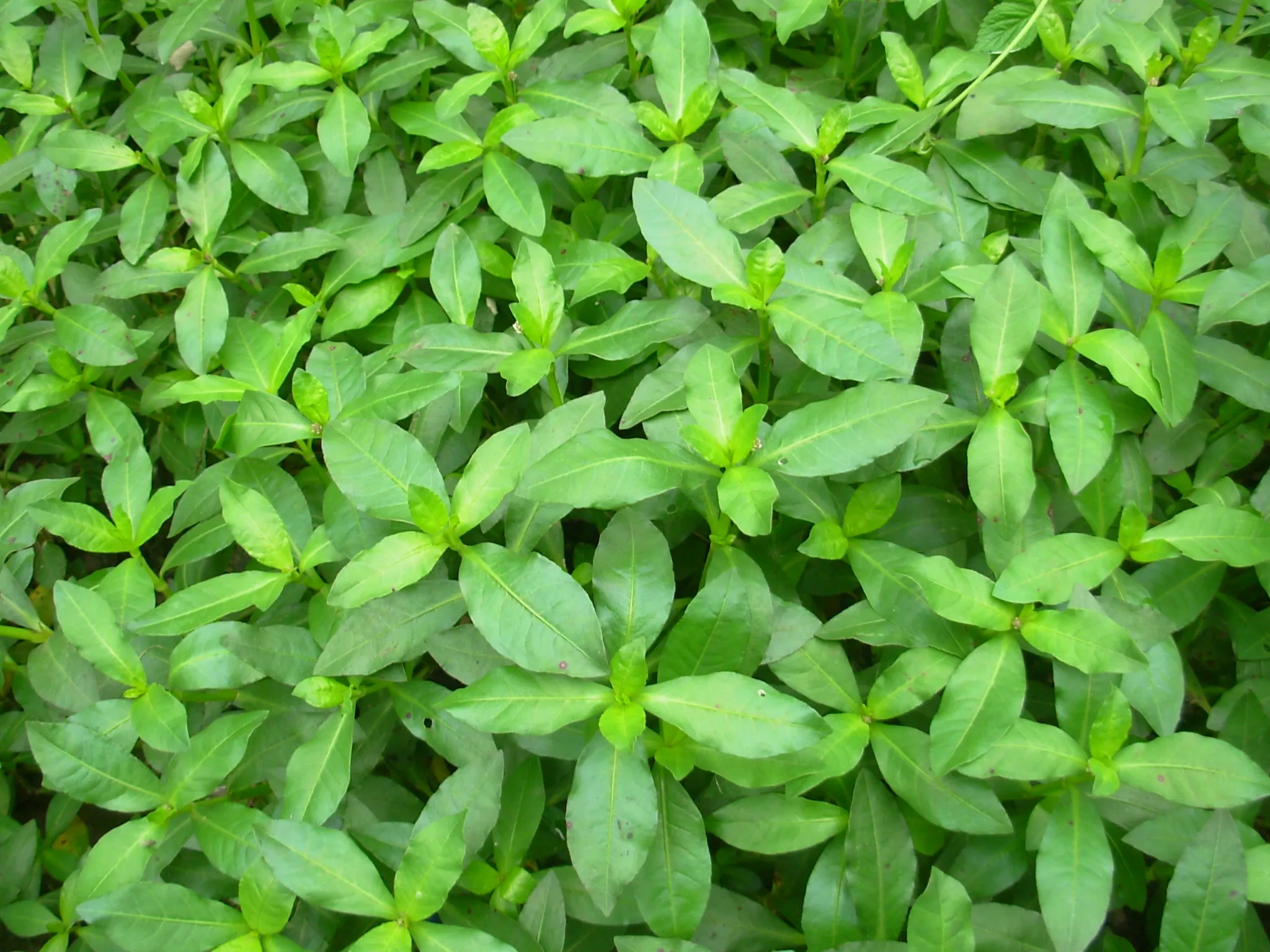 Rau dại mọc bờ bụi nay thành đặc sản, giá 70.000 đồng/kg, trồng siêu dễ, gieo hạt một lần thu hái nhiều năm - 2