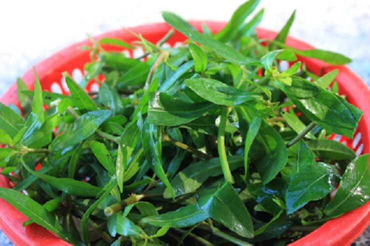 Rau dại mọc bờ bụi nay thành đặc sản, giá 70.000 đồng/kg, trồng siêu dễ, gieo hạt một lần thu hái nhiều năm - 3