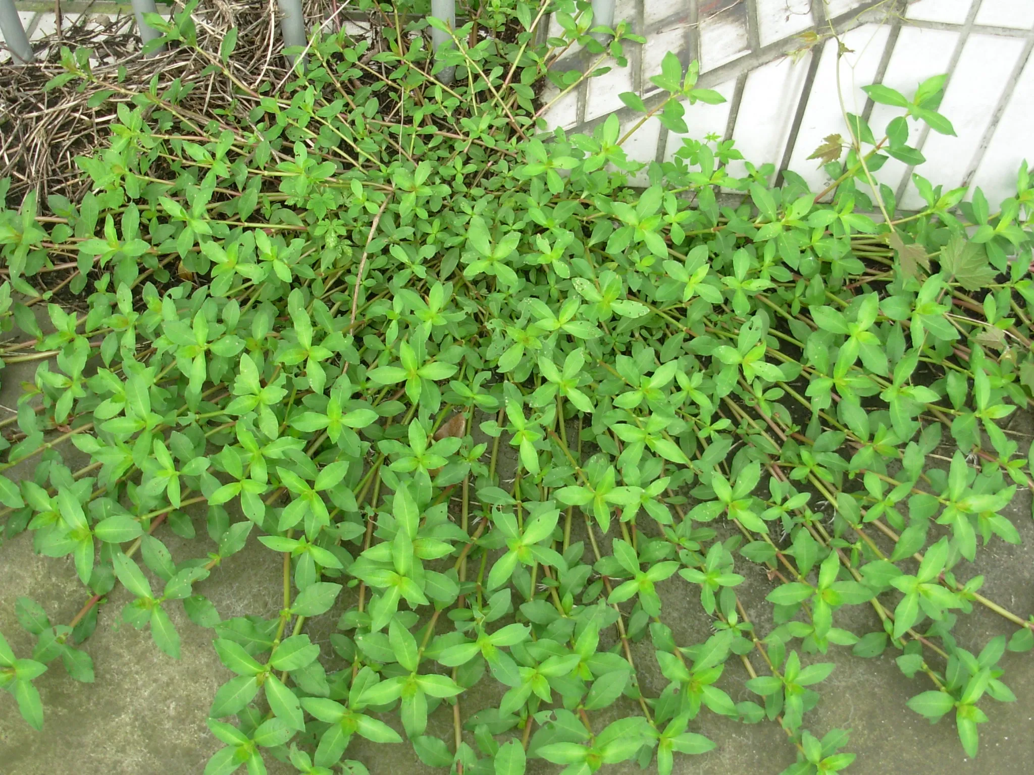 Rau dại mọc bờ bụi nay thành đặc sản, giá 70.000 đồng/kg, trồng siêu dễ, gieo hạt một lần thu hái nhiều năm - 4