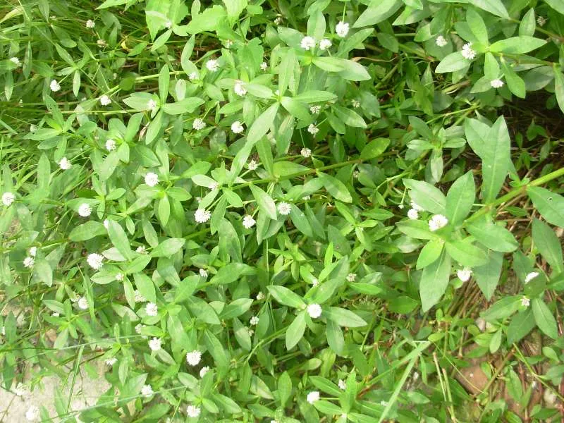 Rau dại mọc bờ bụi nay thành đặc sản, giá 70.000 đồng/kg, trồng siêu dễ, gieo hạt một lần thu hái nhiều năm - 6