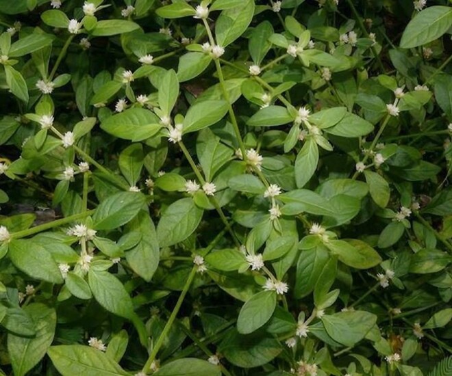 Rau dại mọc bờ bụi nay thành đặc sản, giá 70.000 đồng/kg, trồng siêu dễ, gieo hạt một lần thu hái nhiều năm - 1