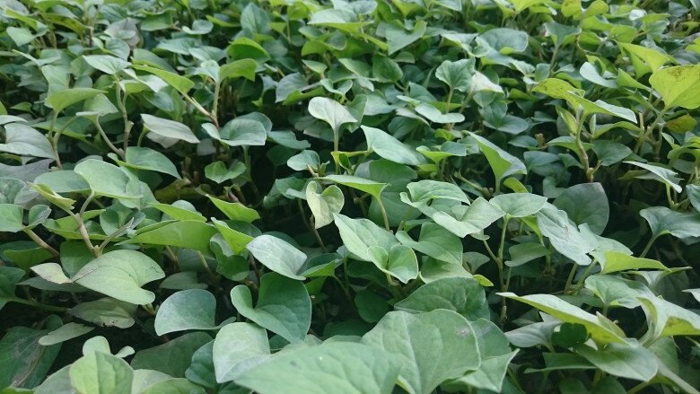 Rau dại mọc bờ mương được ví là “kháng sinh tự nhiên”, 5.000 đồng được mớ to, lấy cành già cắm vào đất là sống - 2