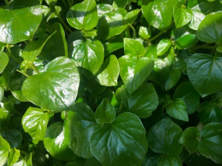 Rau dại Nhật coi là “rau trường thọ”, Việt Nam mọc khắp nơi, giá 150.000 đồng/kg nhưng trồng một lần ăn cả đời - 3