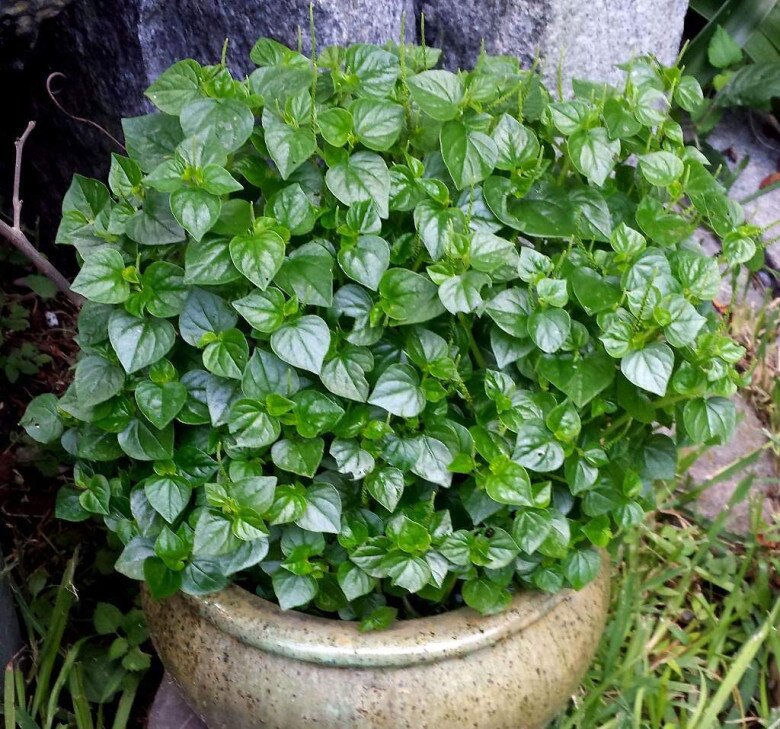 Rau dại Nhật coi là “rau trường thọ”, Việt Nam mọc khắp nơi, giá 150.000 đồng/kg nhưng trồng một lần ăn cả đời - 7