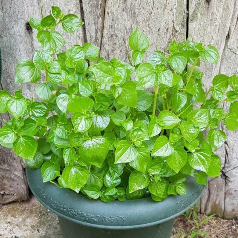 Rau dại Nhật coi là “rau trường thọ”, Việt Nam mọc khắp nơi, giá 150.000 đồng/kg nhưng trồng một lần ăn cả đời - 6