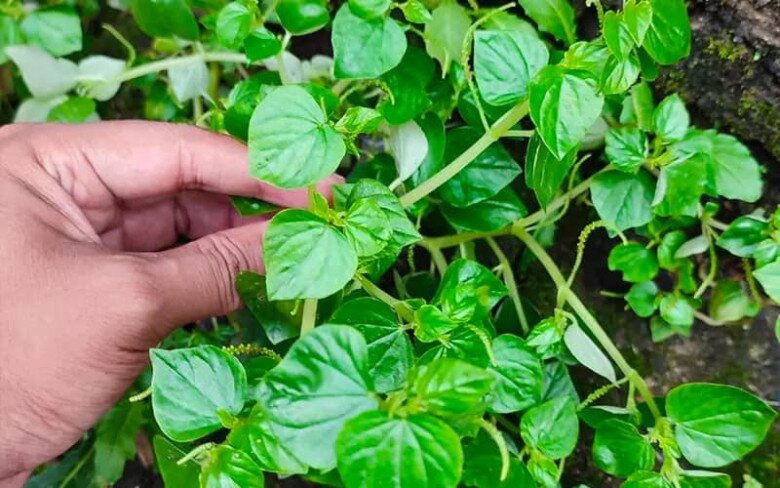 Rau dại Nhật coi là “rau trường thọ”, Việt Nam mọc khắp nơi, giá 150.000 đồng/kg nhưng trồng một lần ăn cả đời - 5