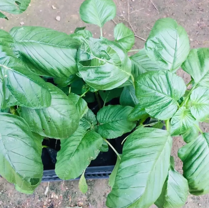 Rau mọc hoang nay thành đặc sản, giá 50.000 đồng/kg nhưng hạt chạm đất là mọc, trồng 20 ngày là có ăn - 5