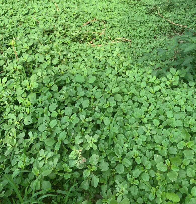 Rau mọc hoang nay thành đặc sản, giá 50.000 đồng/kg nhưng hạt chạm đất là mọc, trồng 20 ngày là có ăn - 4