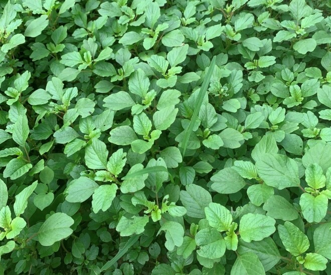 Rau mọc hoang nay thành đặc sản, giá 50.000 đồng/kg nhưng hạt chạm đất là mọc, trồng 20 ngày là có ăn - 1