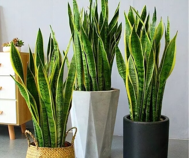 Không hề mê tín, tại sao cây lưỡi hổ ra hoa không phải là chuyện tốt? - 1