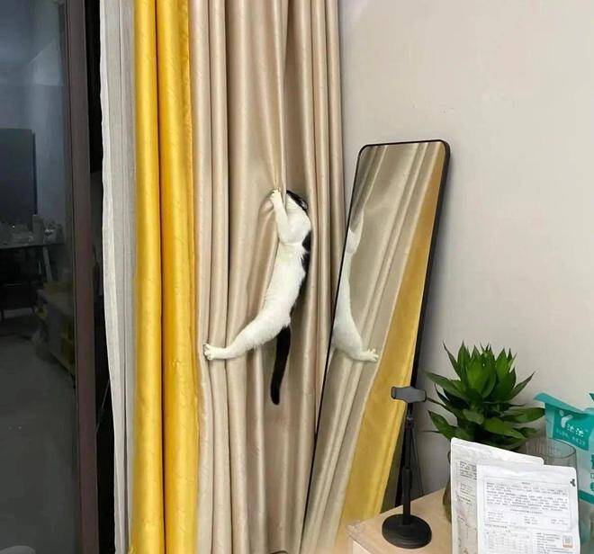 Tại sao ngày càng nhiều người không lắp rèm cửa nữa? 2 thiết kế này được ưa chuộng hơn vì vừa đẹp vừa thiết thực - 4