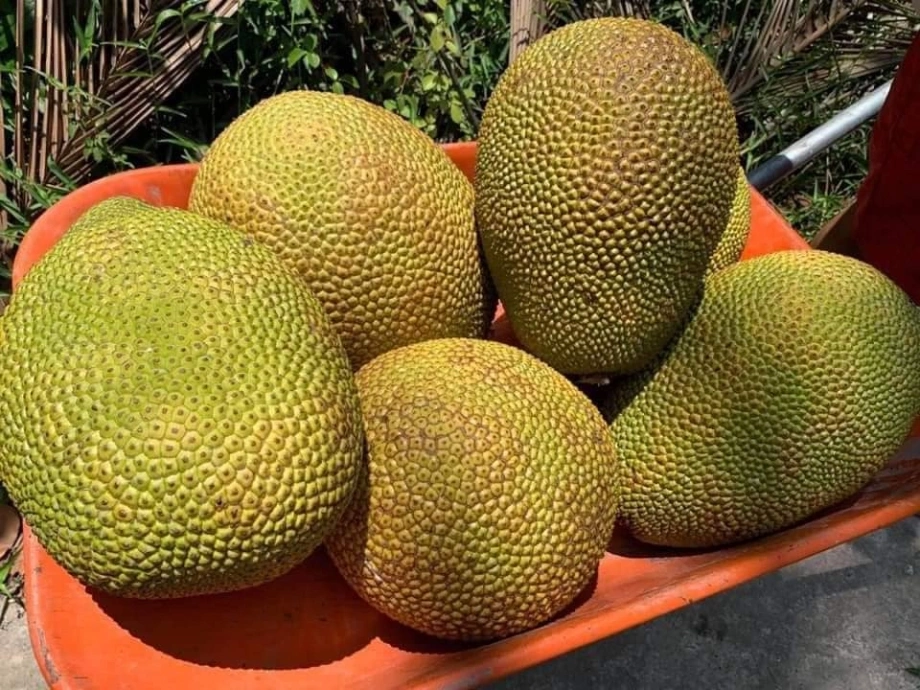 Tết Đoan Ngọ nên thắp 5 loại hoa, tránh 4 loại quả, gia chủ hưởng lộc, cả năm sung túc - 9