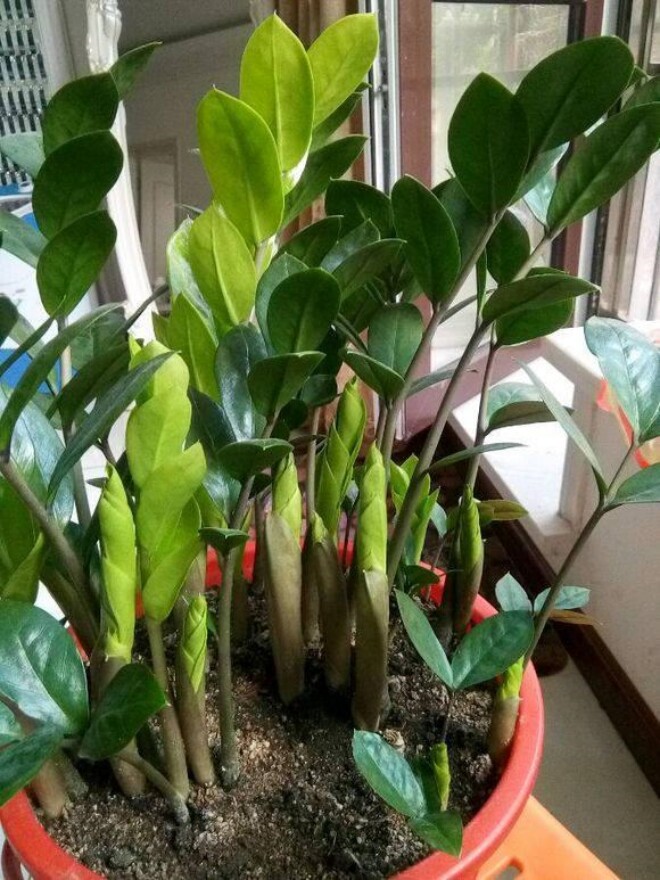 Tháng 5 cho cây kim tiền thưởng thức “món ăn vặt” này, lá mới mọc liên tục, cả chậu đầy &#34;chuỗi tiền&#34; - 6