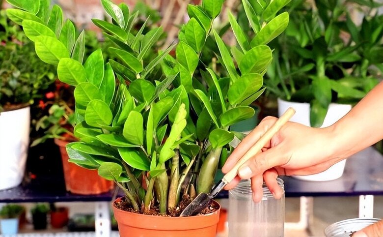 Tháng 5 cho cây kim tiền thưởng thức “món ăn vặt” này, lá mới mọc liên tục, cả chậu đầy &#34;chuỗi tiền&#34; - 3