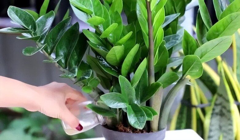 Tháng 5 cho cây kim tiền thưởng thức “món ăn vặt” này, lá mới mọc liên tục, cả chậu đầy &#34;chuỗi tiền&#34; - 5