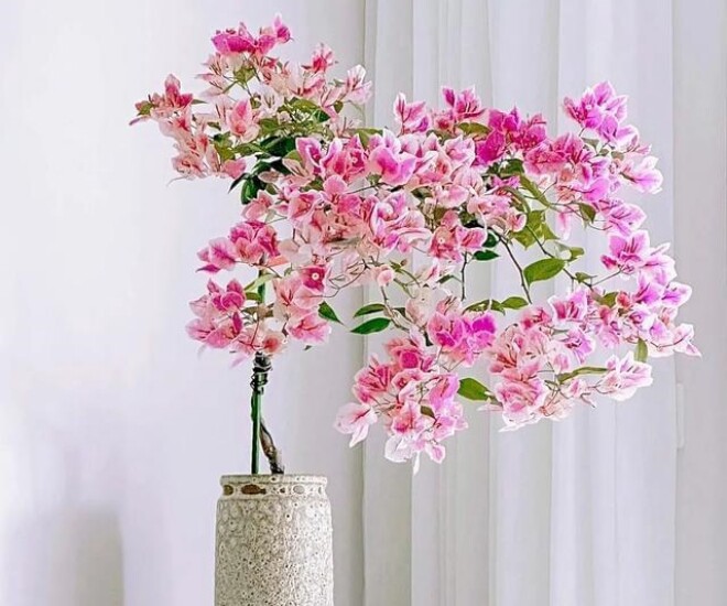 Tháng 6 hãy nhanh tay làm một việc với hoa giấy, càng “tàn nhẫn” cây càng nở hoa rực rỡ - 1