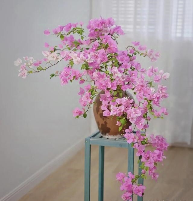 Tháng 6 hãy nhanh tay làm một việc với hoa giấy, càng “tàn nhẫn” cây càng nở hoa rực rỡ - 5