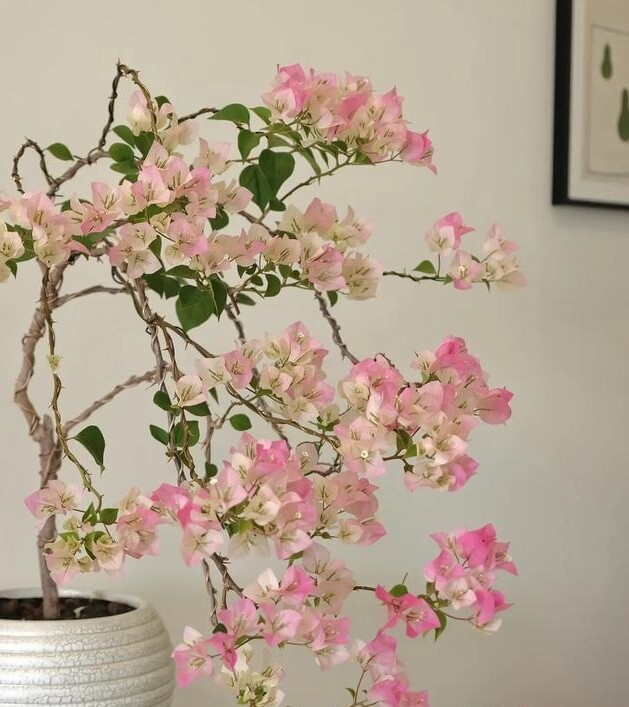 Tháng 6 hãy nhanh tay làm một việc với hoa giấy, càng “tàn nhẫn” cây càng nở hoa rực rỡ - 2