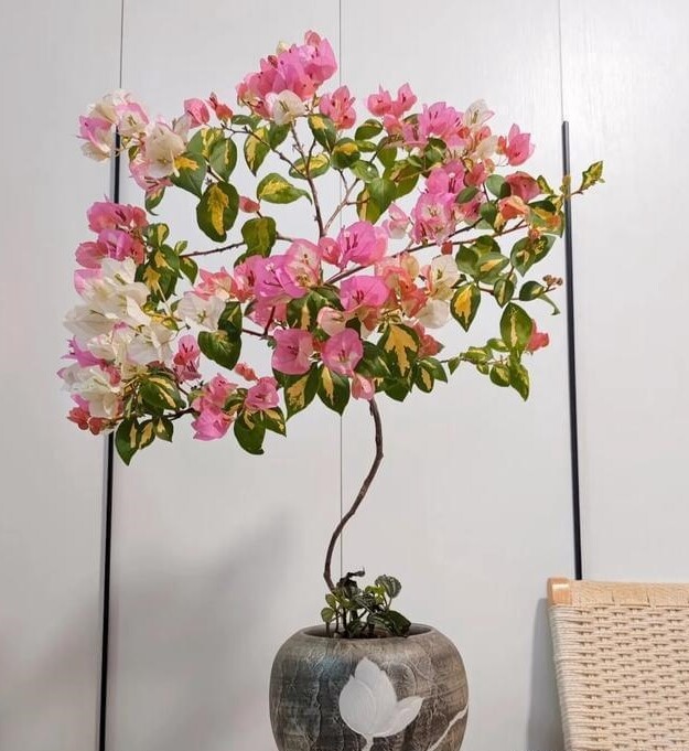 Tháng 6 hãy nhanh tay làm một việc với hoa giấy, càng “tàn nhẫn” cây càng nở hoa rực rỡ - 3