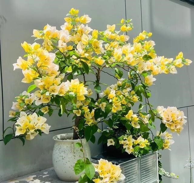 Tháng 6 hãy nhanh tay làm một việc với hoa giấy, càng “tàn nhẫn” cây càng nở hoa rực rỡ - 4