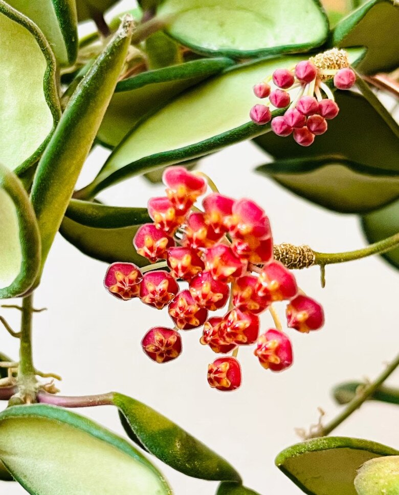 “Vua” của thế giới cây xanh trong nhà, vừa ngắm lá ngắm hoa, vừa thơm ngát, nở từ đầu năm đến cuối năm - 9
