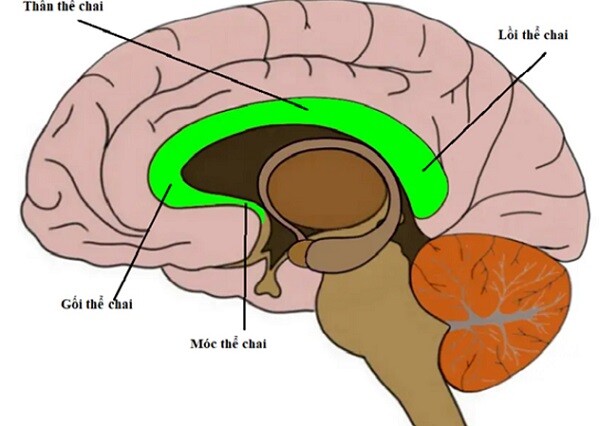 Có 3 phần bên trong não bộ cần được bảo vệ, để trẻ dễ dàng học giỏi, ghi nhớ bài lâu - 3