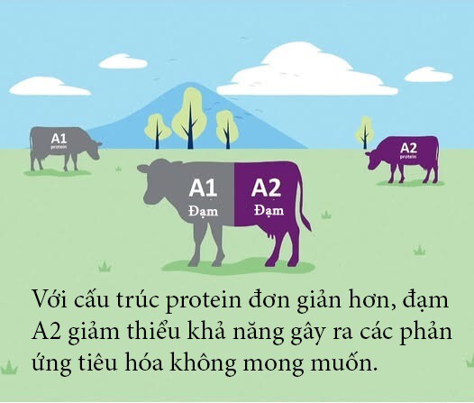 Đạm A1, A2 là gì? Khác nhau ở đâu mà mẹ nên biết sớm cho con - 6