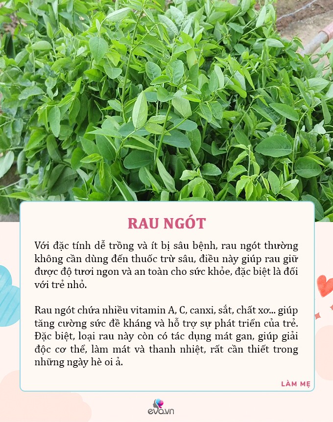 Mùa hè mẹ ra chợ mua ngay 7 loại rau tươi tốt, có dư lượng thuốc trừ sâu bằng 0 cho con ăn an toàn - 6