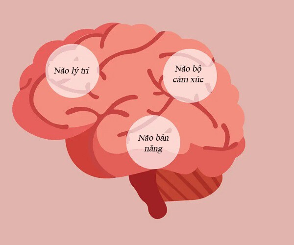 Trong cuộc đời, có 3 cơ hội để trẻ thông minh hơn, bố mẹ đã nắm bắt được hết? - 1