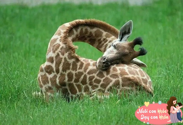 Trẻ ngủ ngon vào 2 “giờ vàng” này chiều cao sẽ tăng nhanh, chỉ số IQ cao hơn người - 3